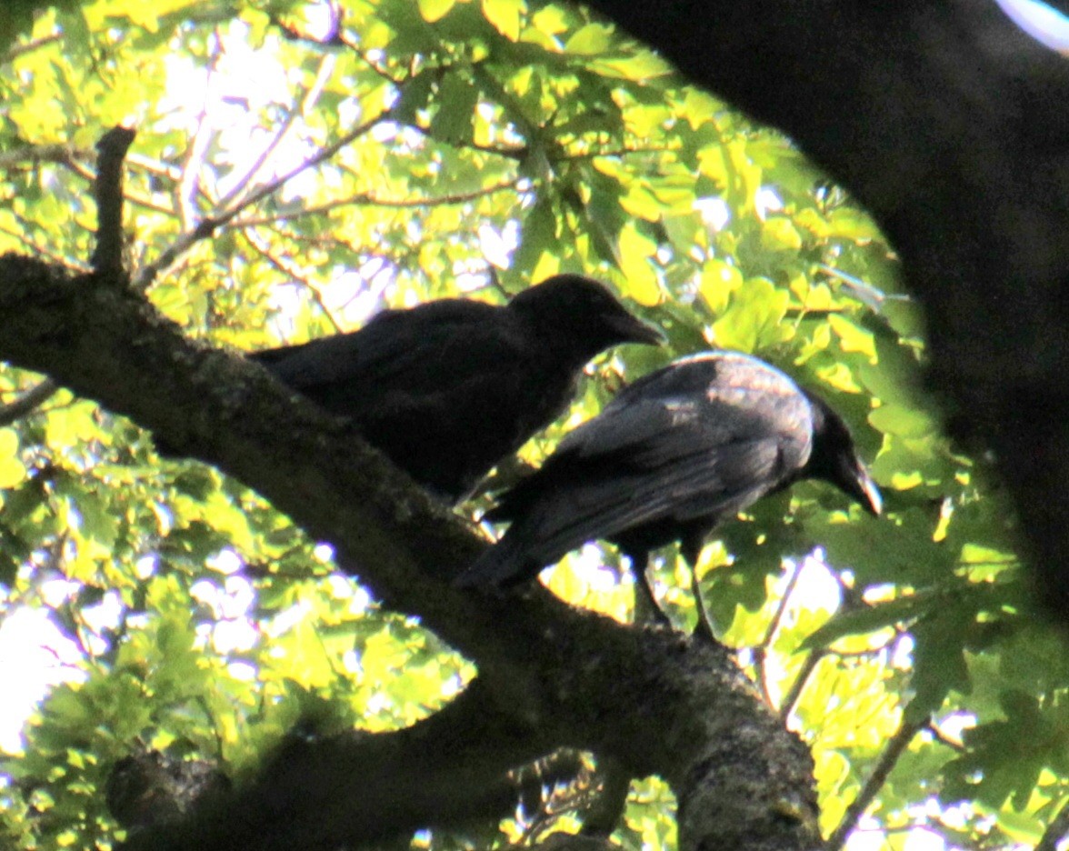 Carrion Crow (Western) - ML620734570