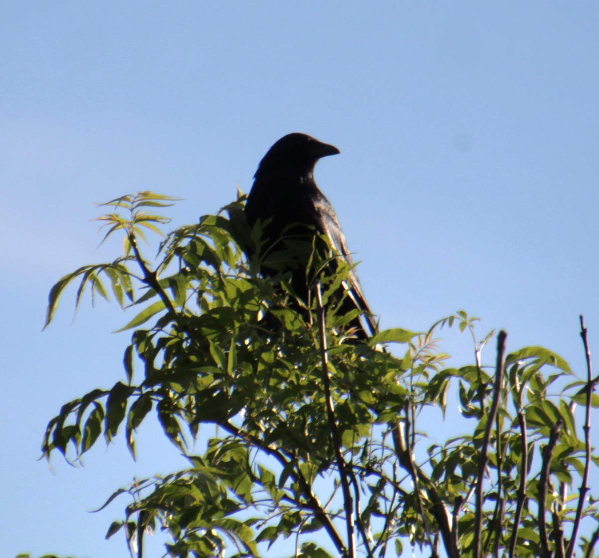 Carrion Crow (Western) - ML620734571