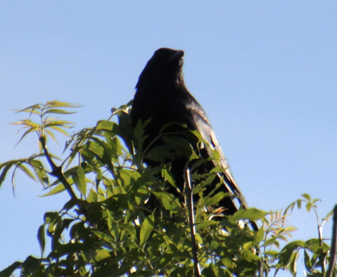 Carrion Crow (Western) - ML620734572