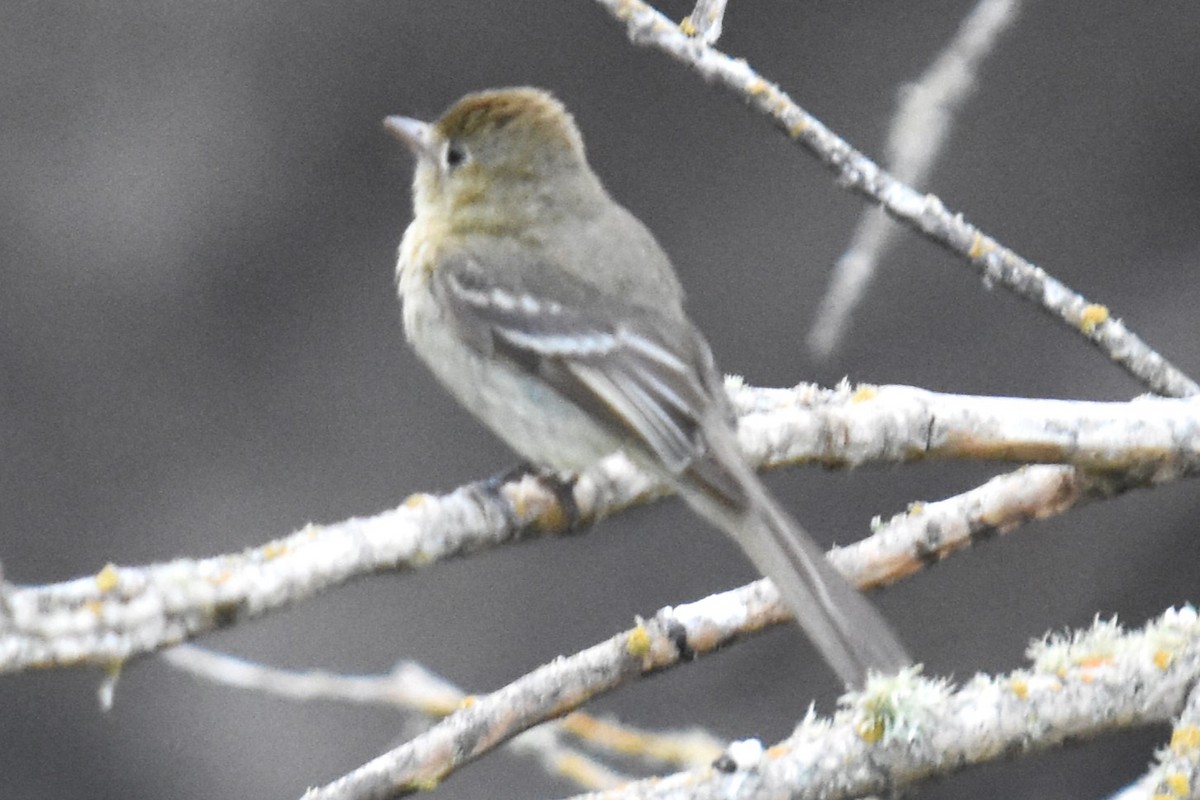 Western Flycatcher - ML620734578