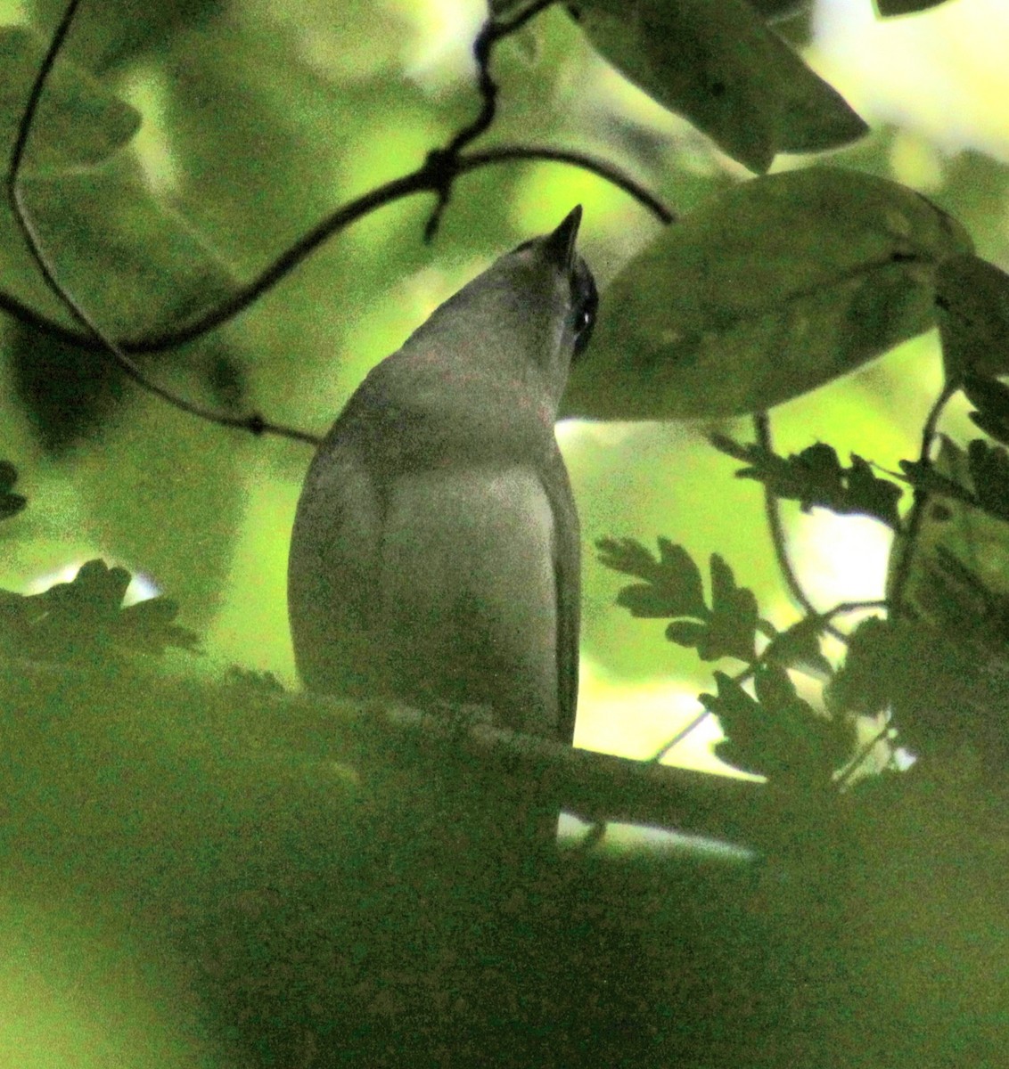 Eurasian Blackcap - ML620734582