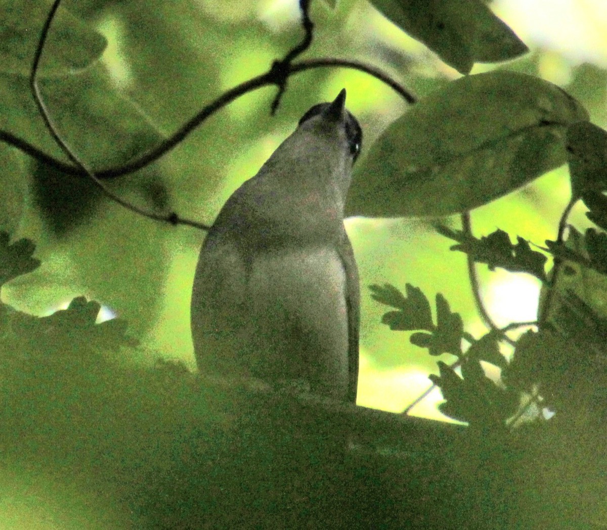 Eurasian Blackcap - ML620734583