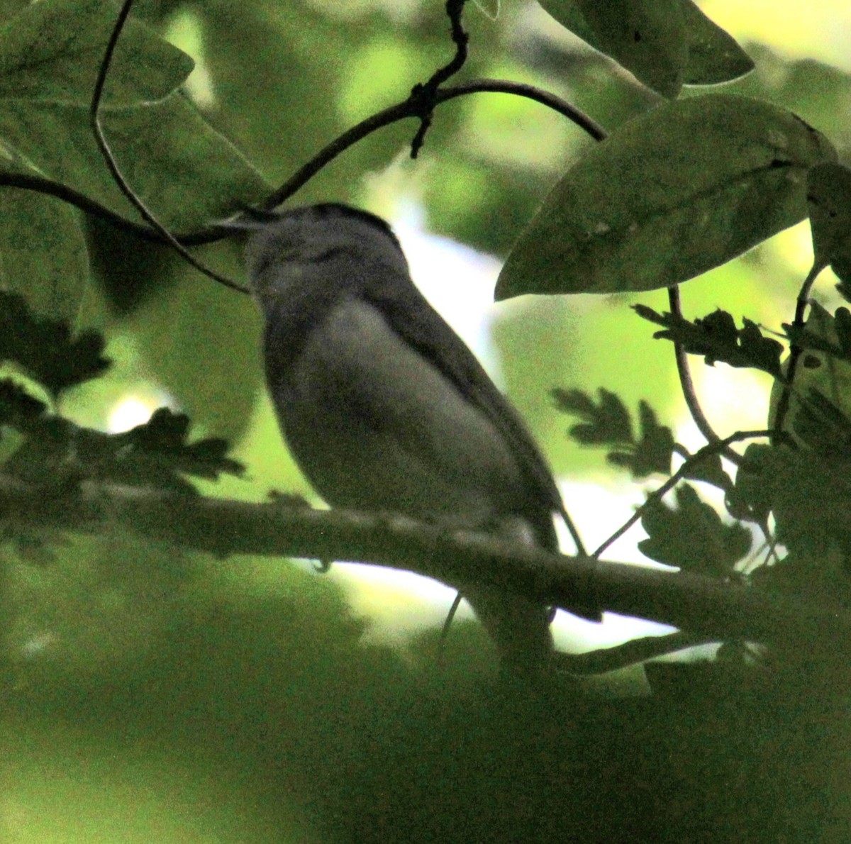 Eurasian Blackcap - ML620734584