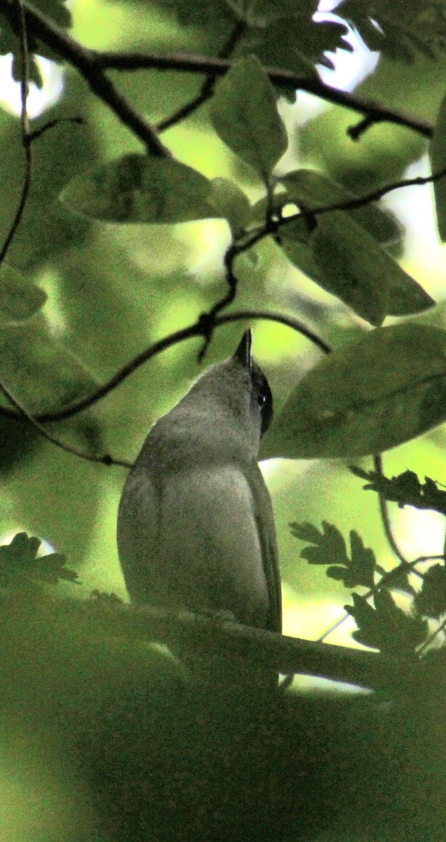 Eurasian Blackcap - Samuel Harris