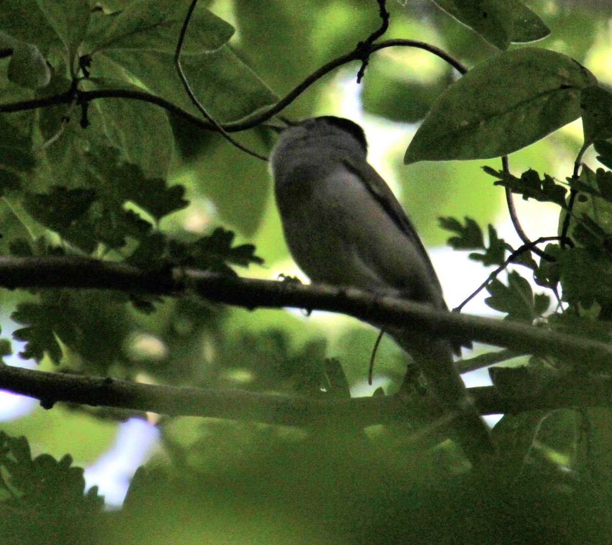 Eurasian Blackcap - ML620734586