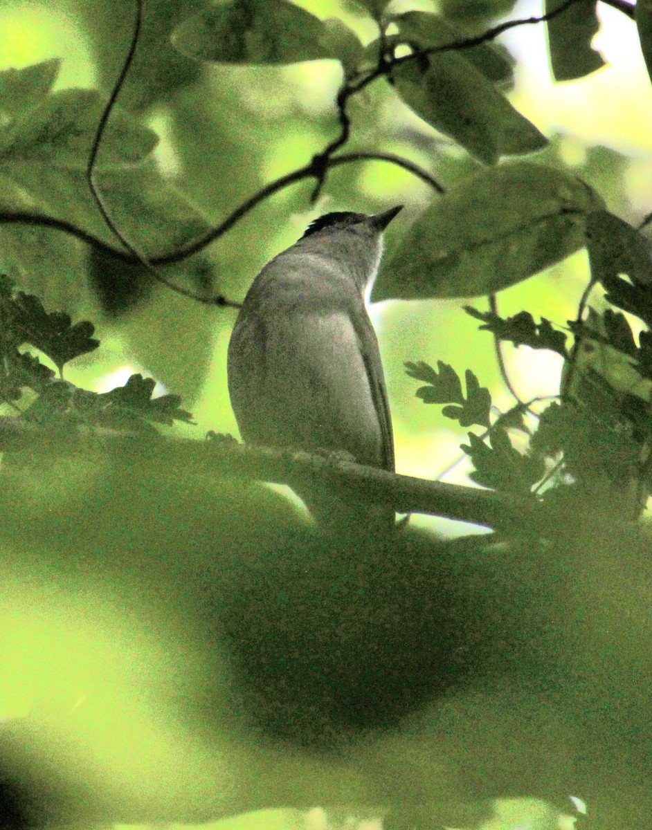 Eurasian Blackcap - ML620734588