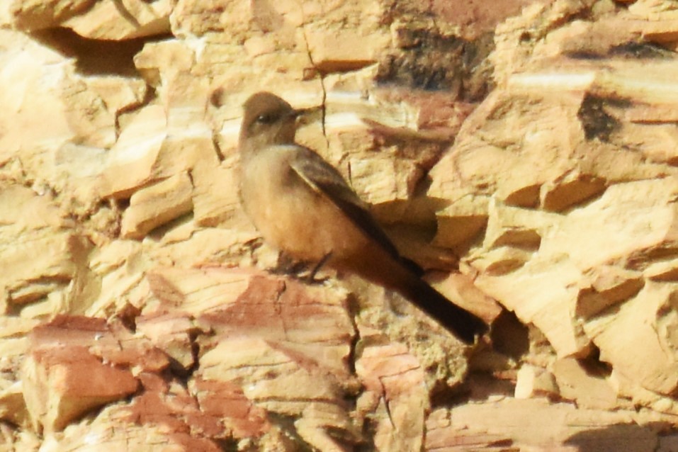 Say's Phoebe - ML620734589