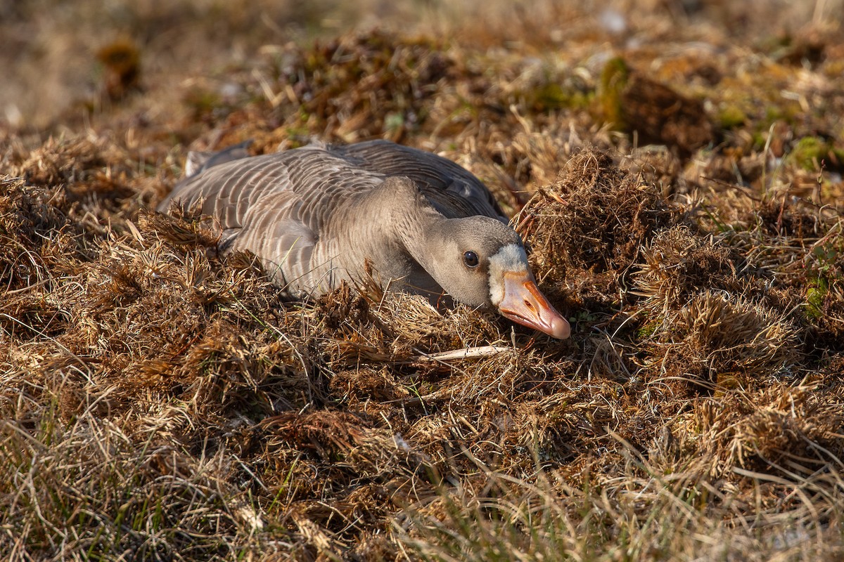 Greater White-fronted Goose - ML620734596