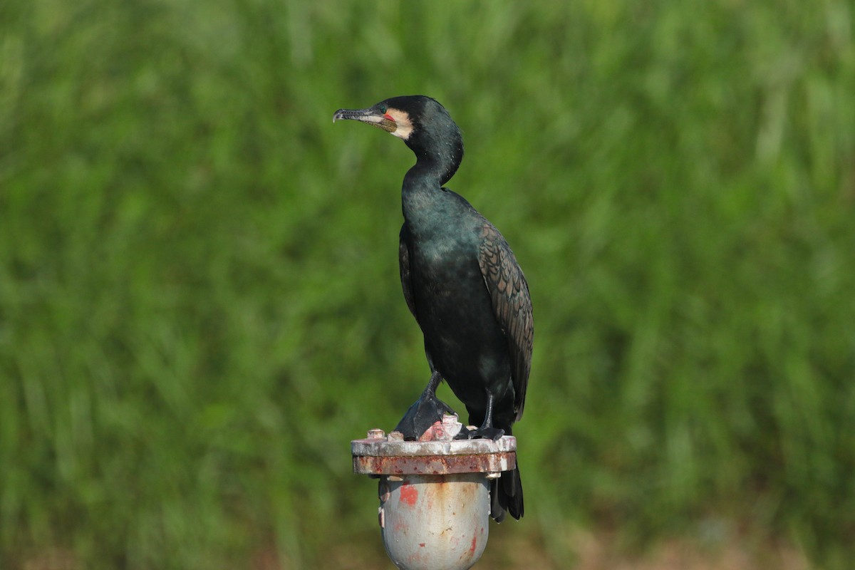 Great Cormorant - ML620734597