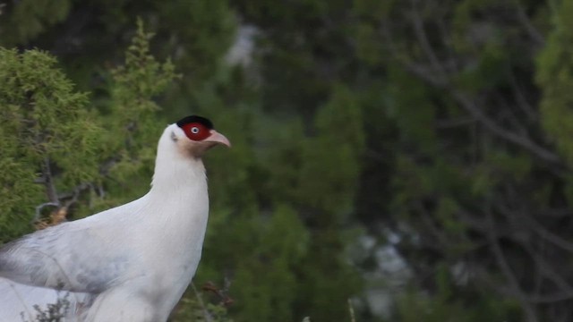 White Eared-Pheasant - ML620734599