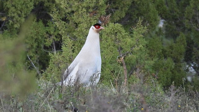 Белый ушастый фазан - ML620734601