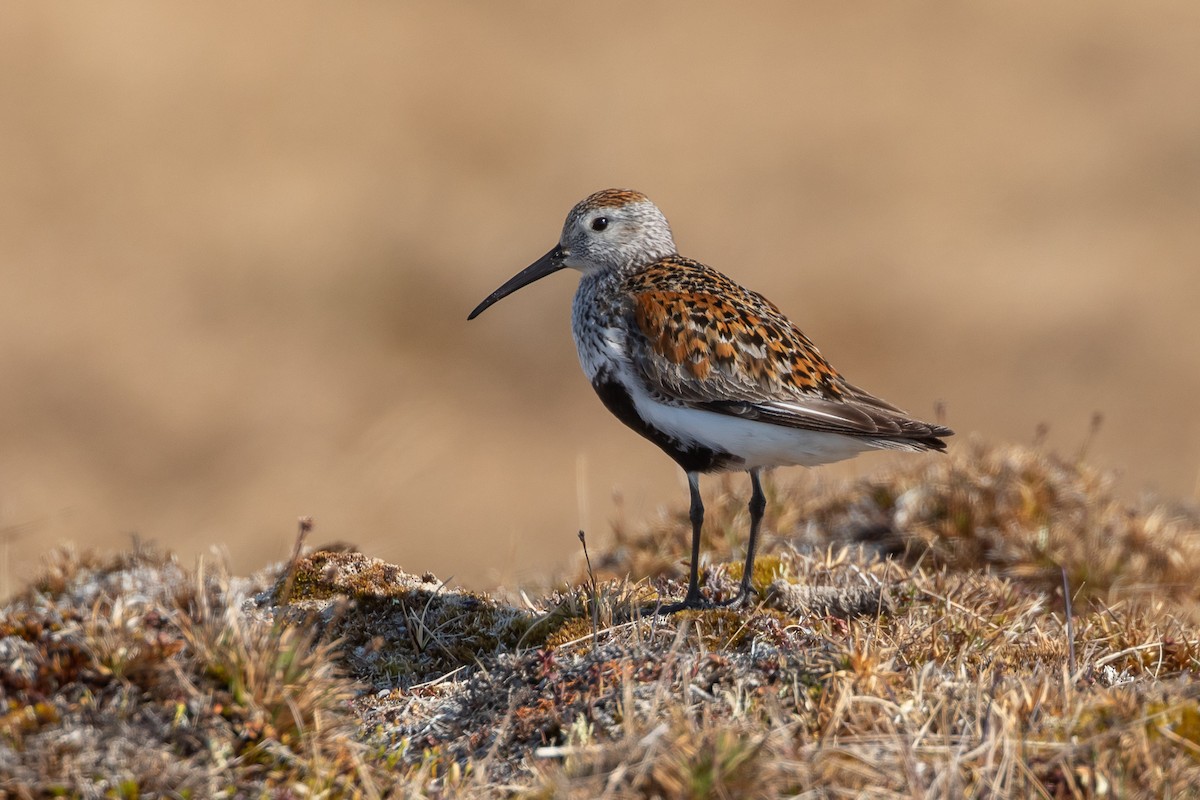 Dunlin - ML620734603