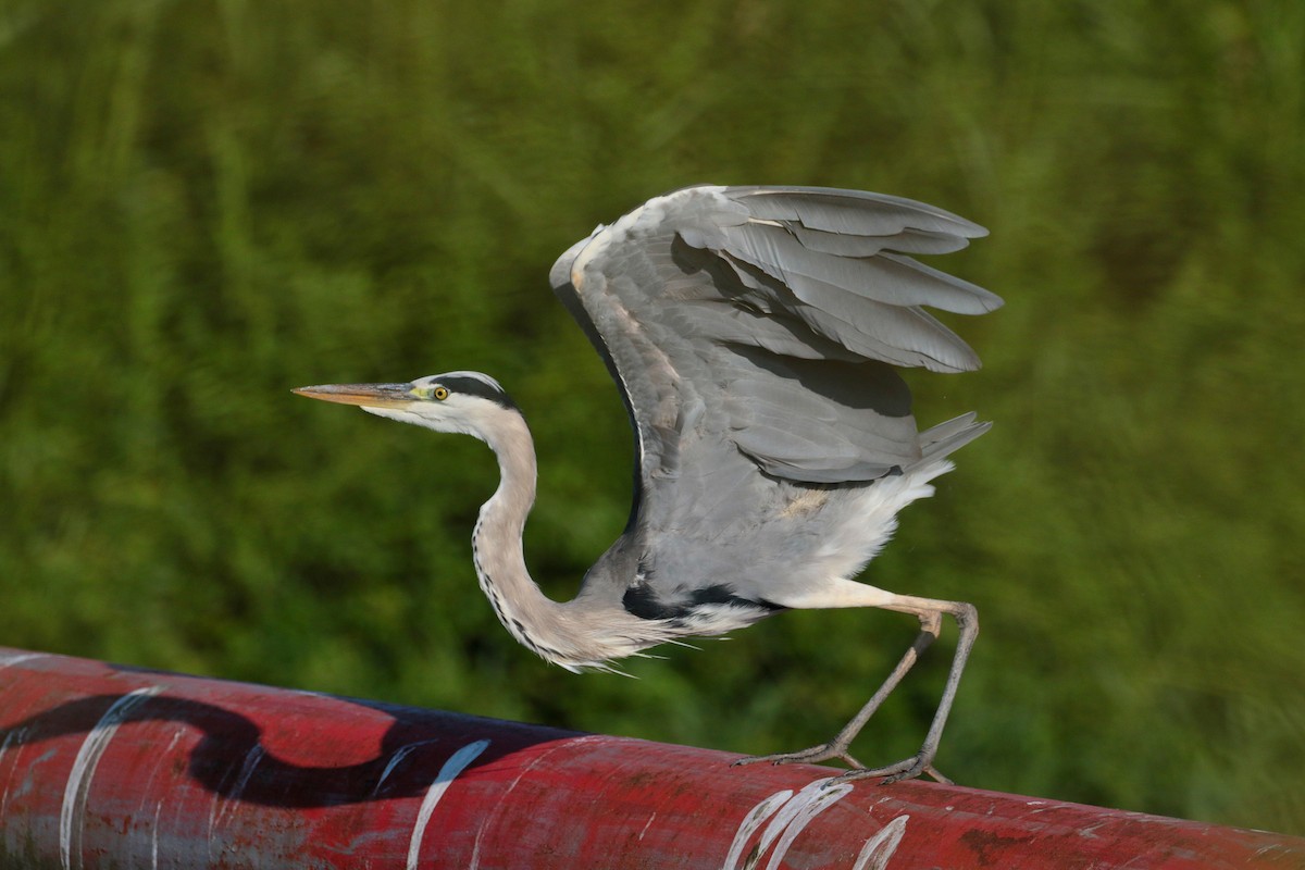 Gray Heron - ML620734604