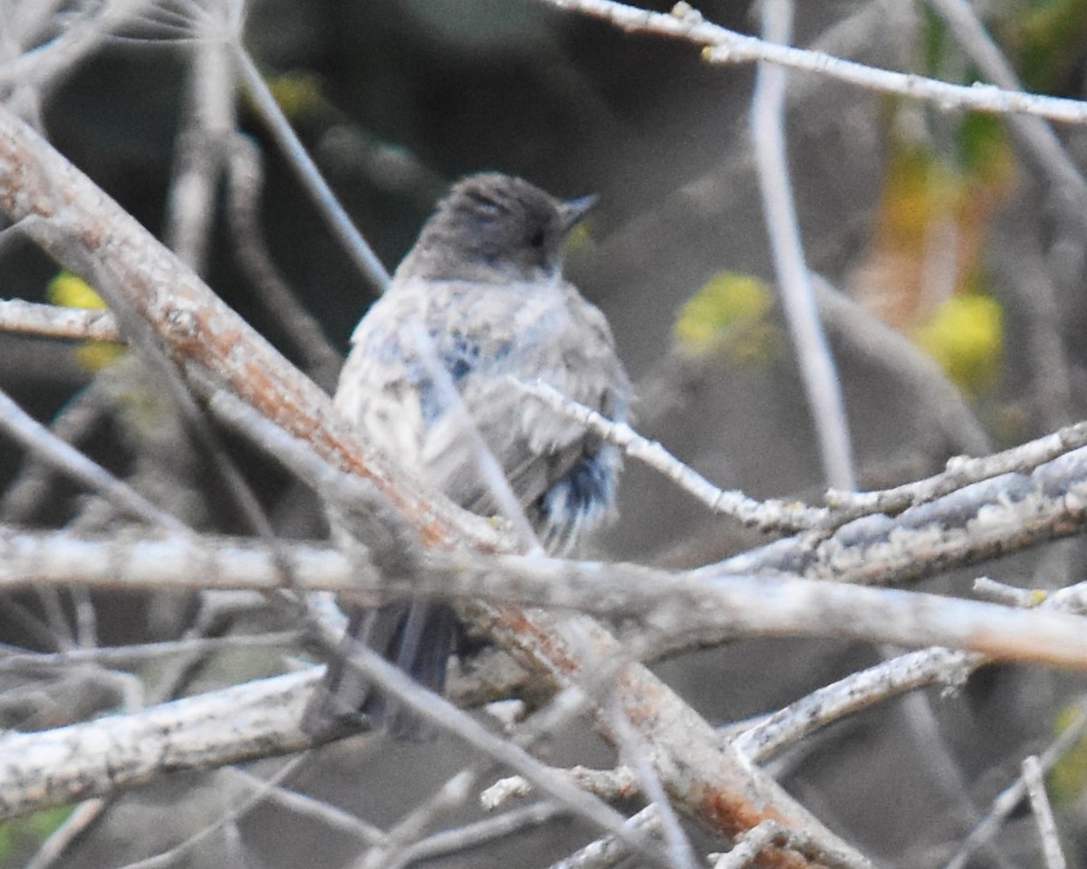 Mosquero Llanero - ML620734606