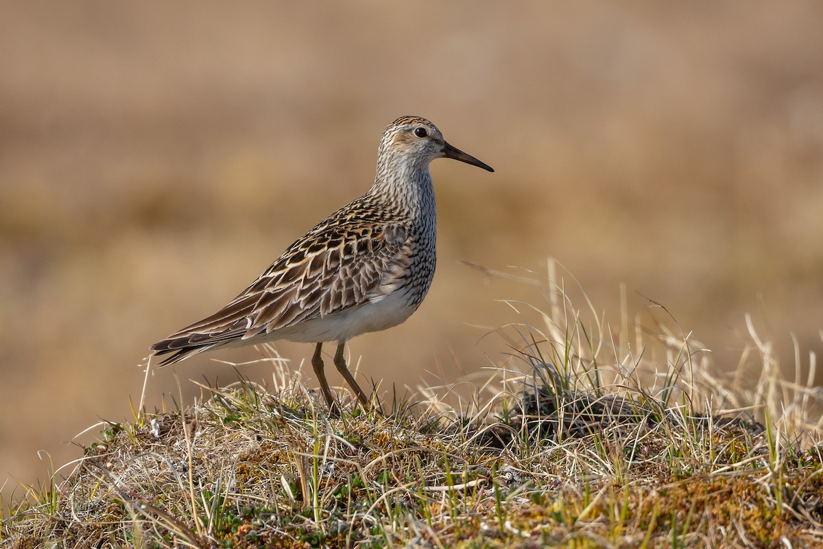 Pectoral Sandpiper - ML620734607