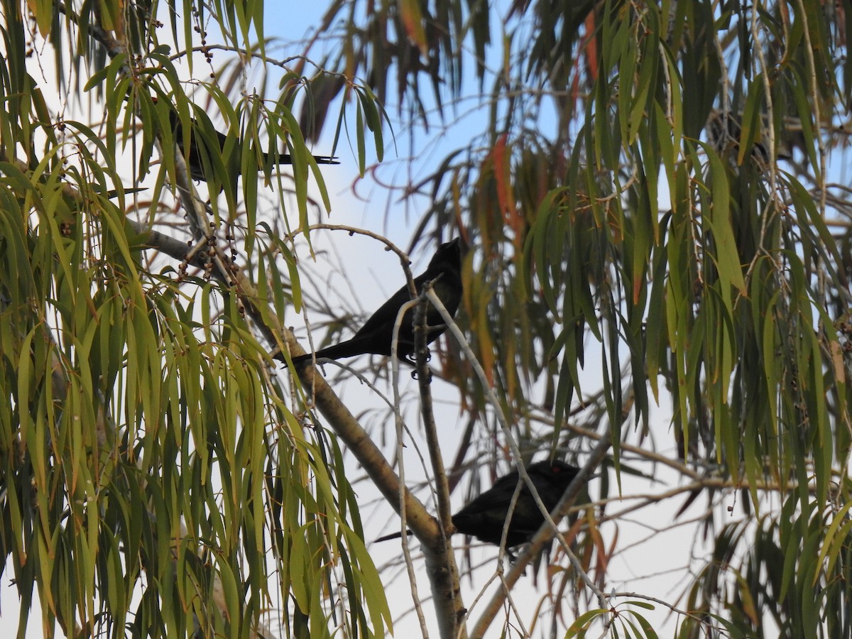 Metallic Starling - ML620734608