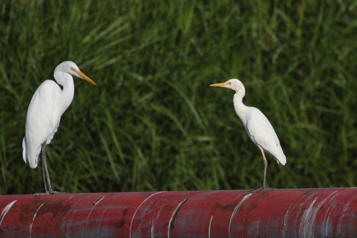 Eastern Cattle Egret - ML620734610