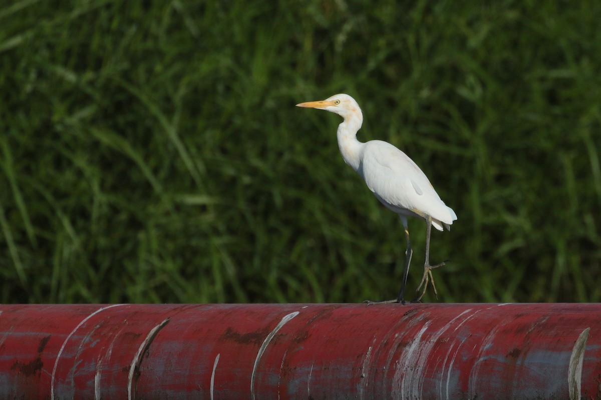 Eastern Cattle Egret - ML620734611