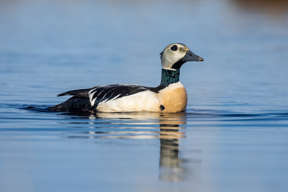 Steller's Eider - ML620734612