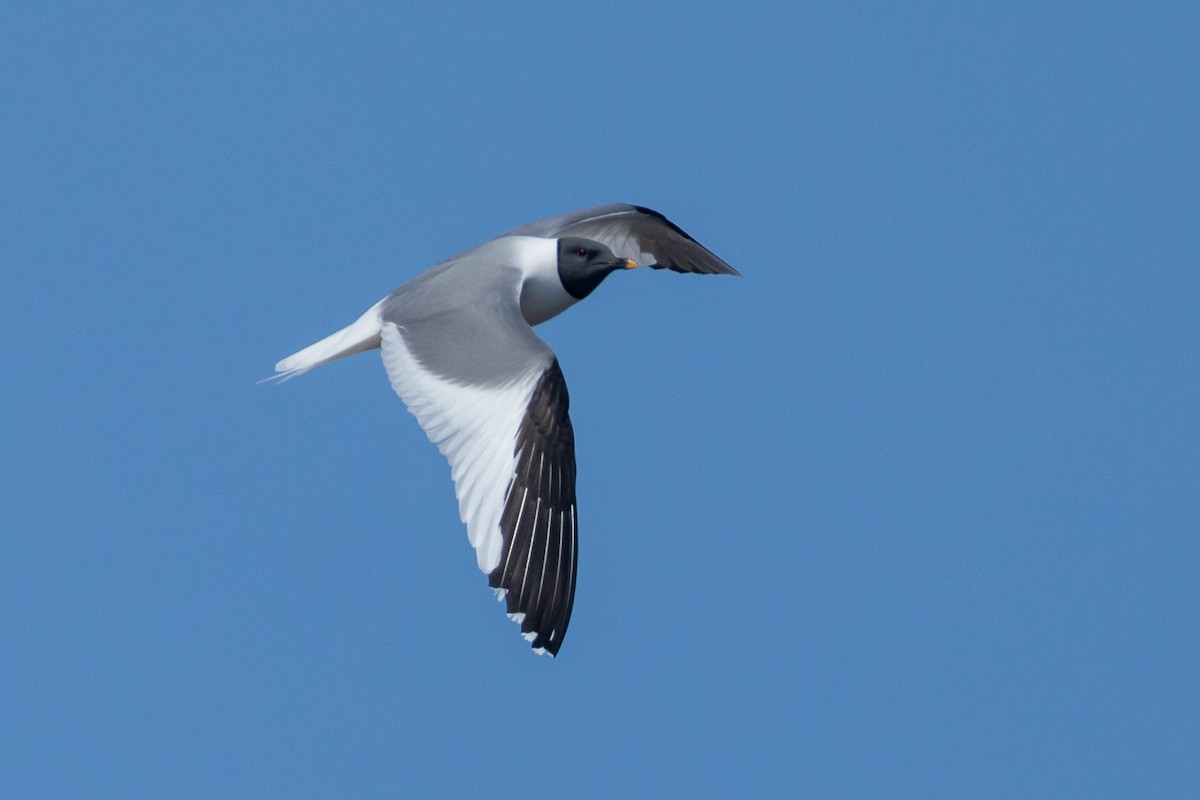 Gaviota de Sabine - ML620734620