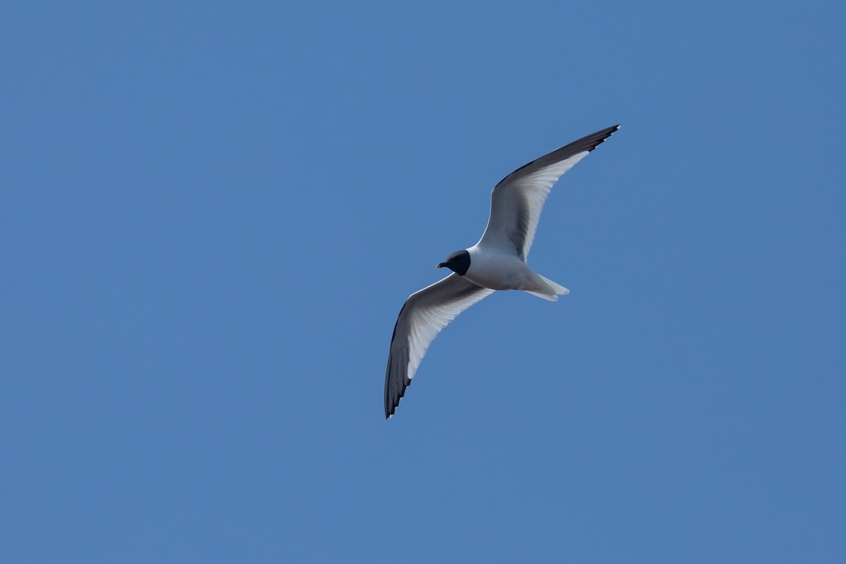 Sabine's Gull - ML620734627