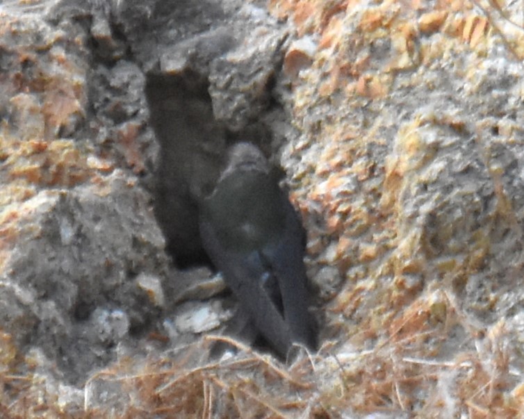 Northern Rough-winged Swallow - ML620734641