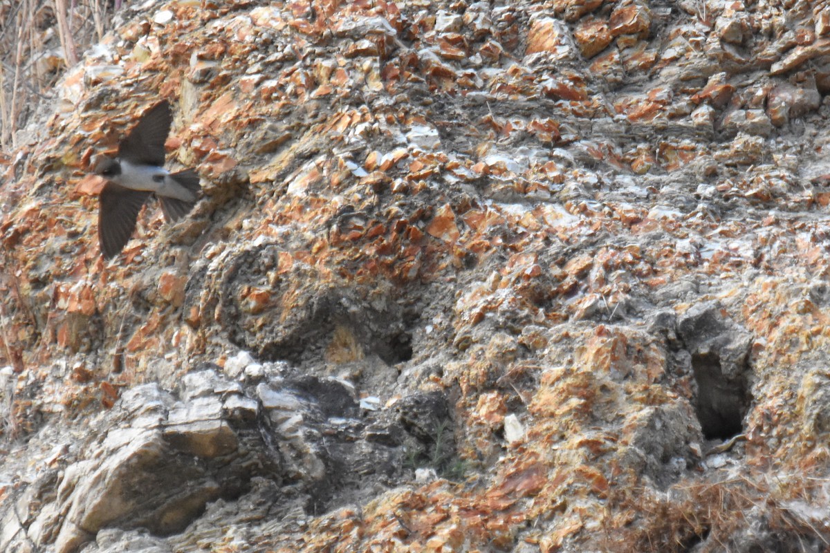 Northern Rough-winged Swallow - ML620734642