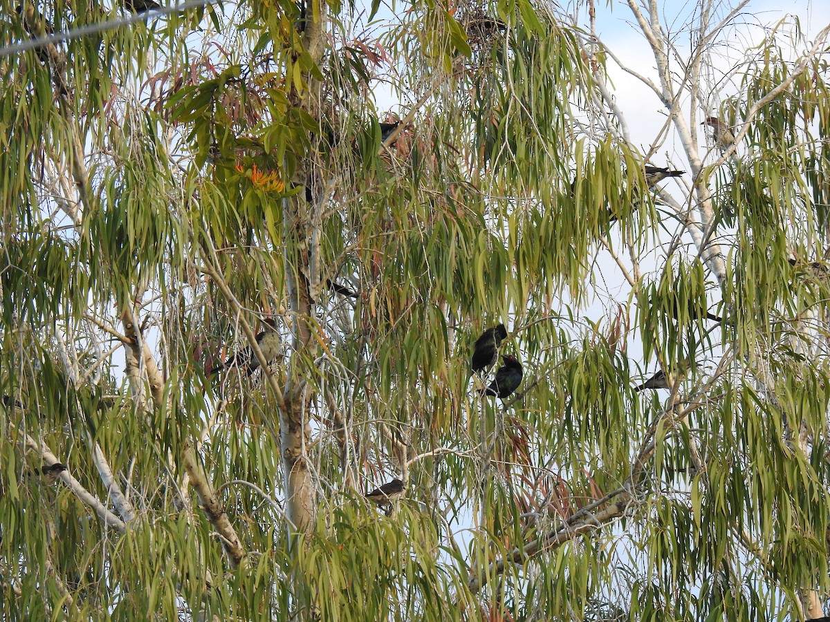 Metallic Starling - ML620734643