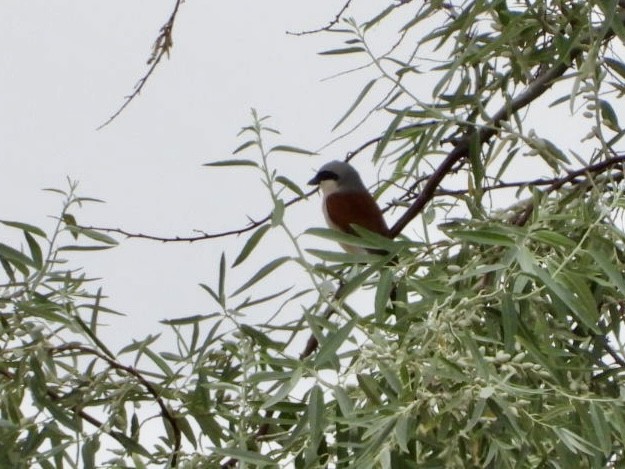 Lesser Gray Shrike - ML620734649