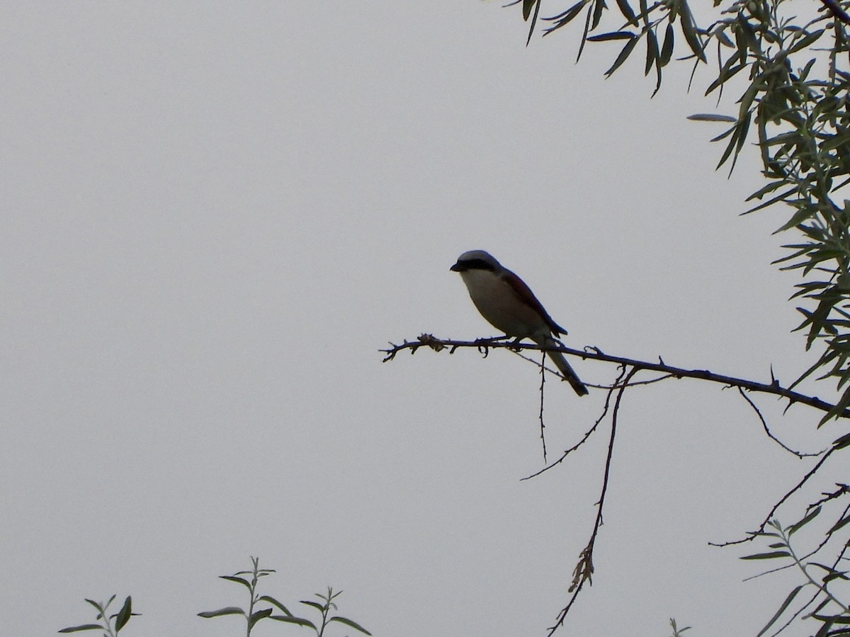 Lesser Gray Shrike - ML620734650