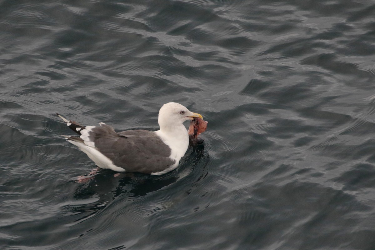 Gaviota de Kamchatka - ML620734652