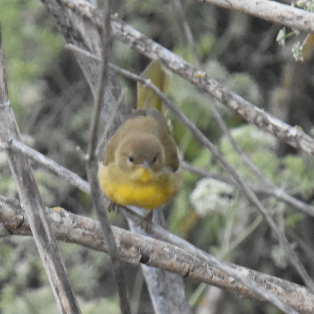 Common Yellowthroat - ML620734655