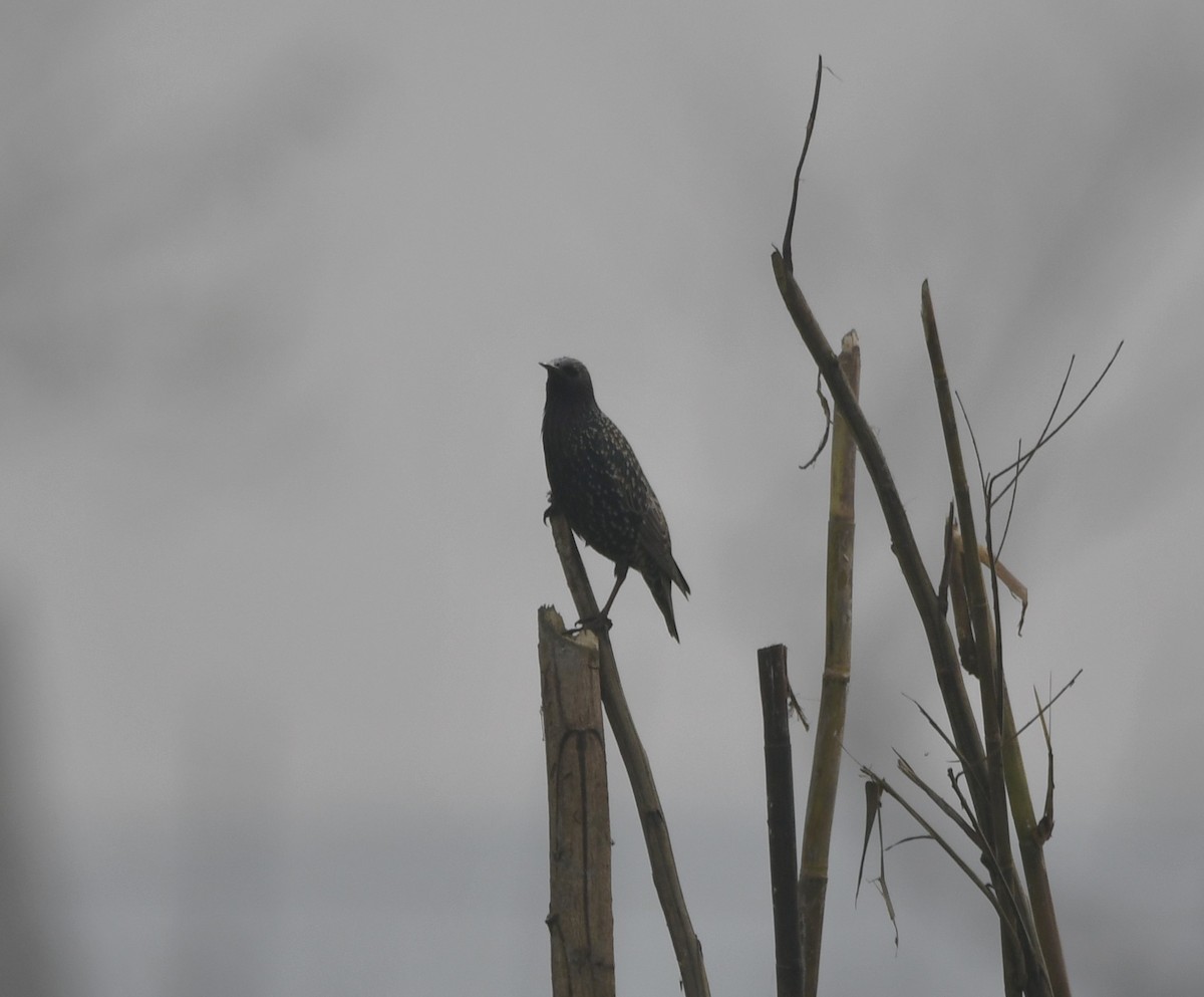 European Starling - ML620734656