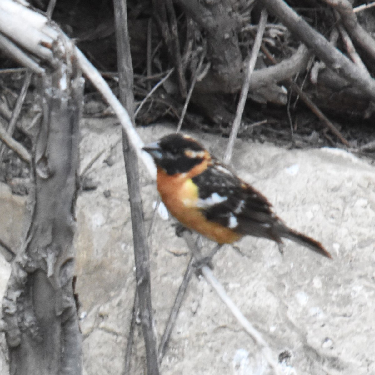 Black-headed Grosbeak - ML620734657