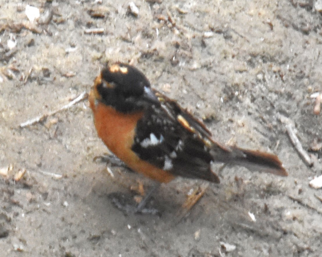 Cardinal à tête noire - ML620734658