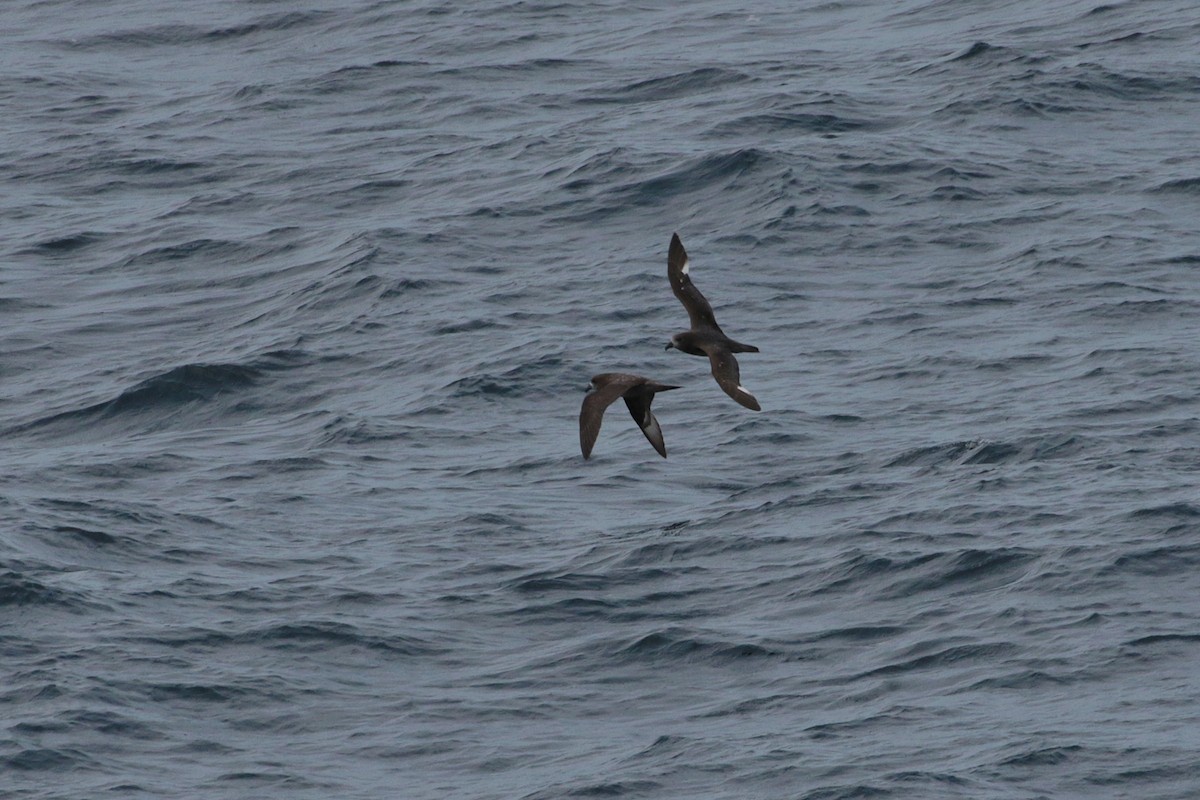 Petrel de Solander - ML620734660