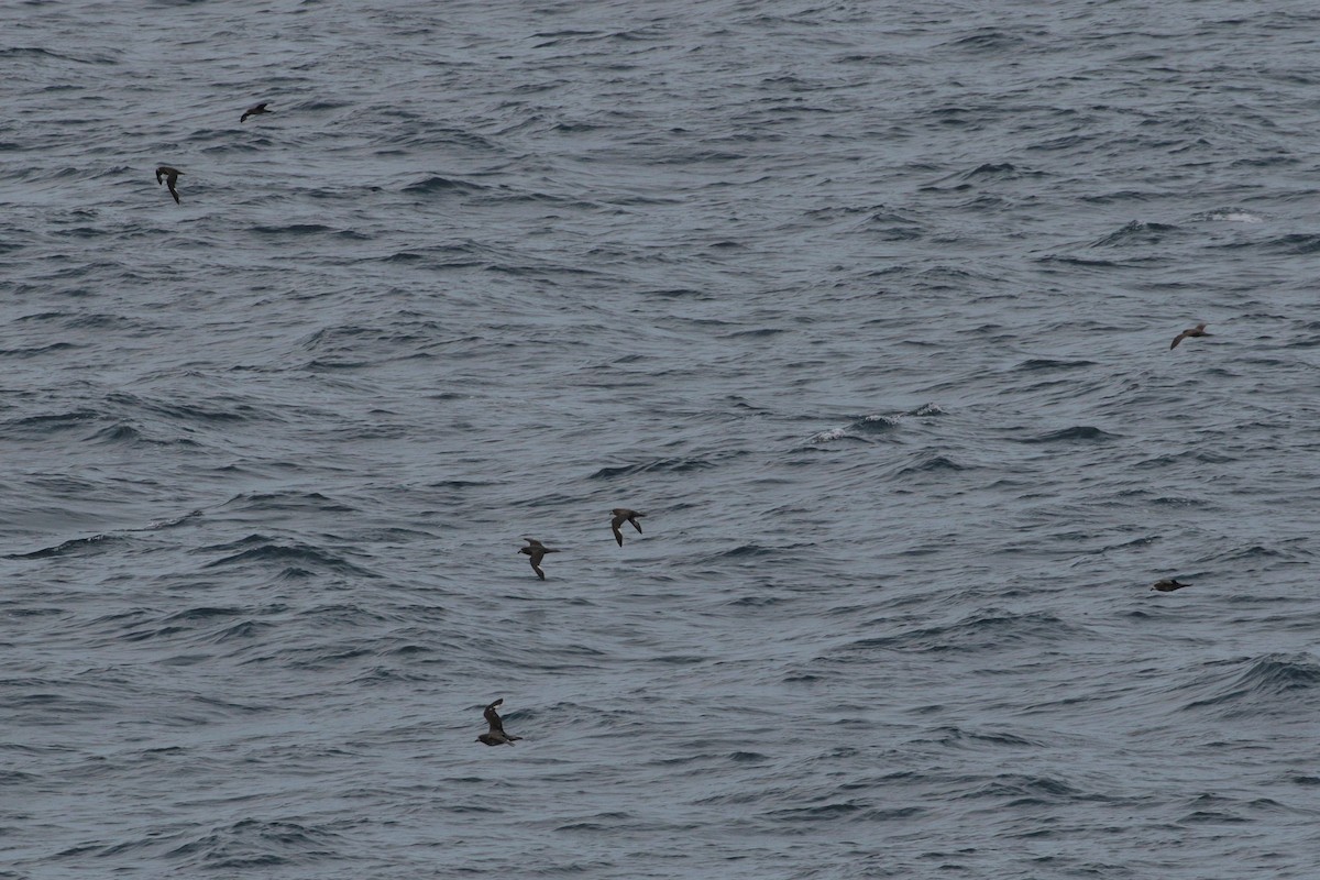 Petrel de Solander - ML620734662