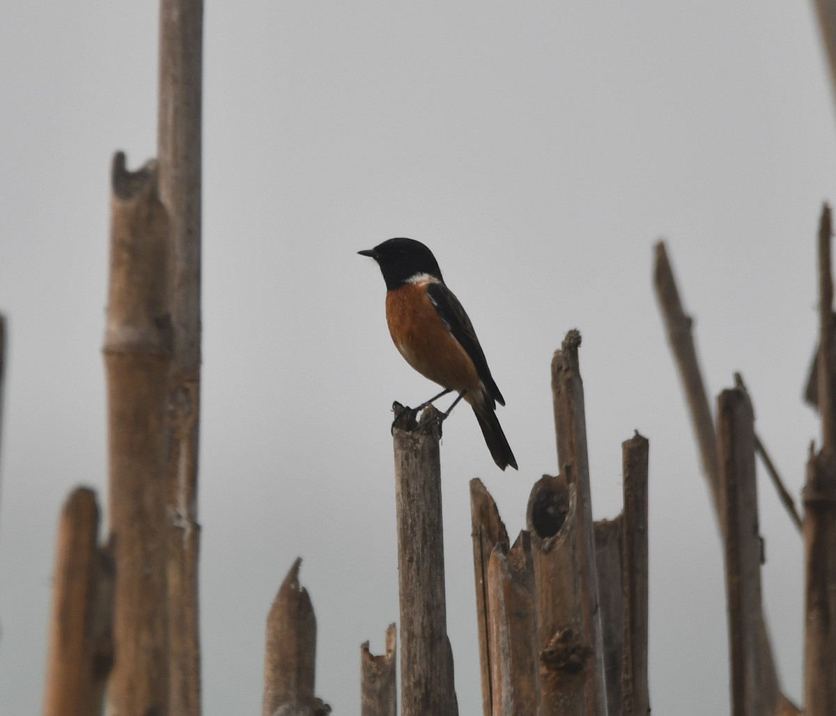 Siberian Stonechat - ML620734663