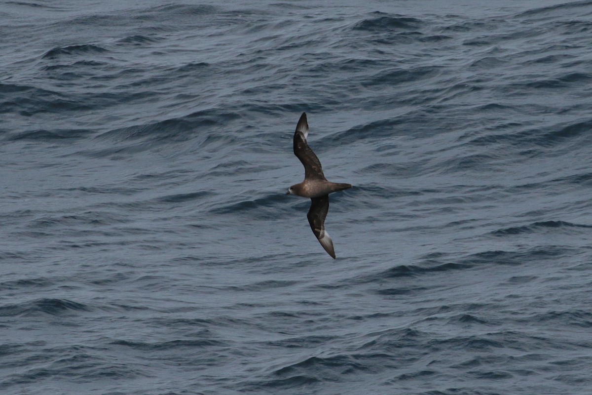 Providence Petrel - ML620734664