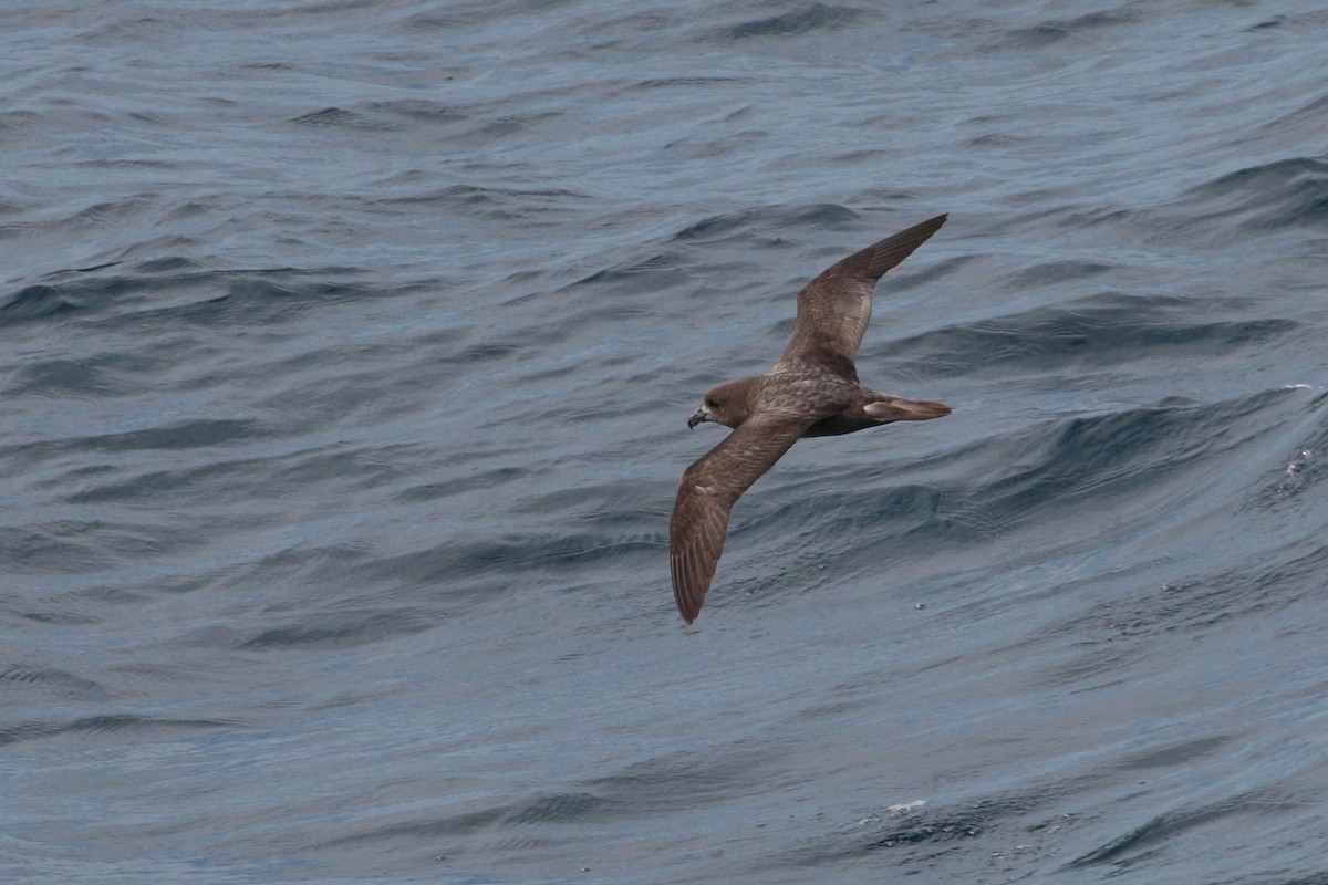 Petrel de Solander - ML620734666