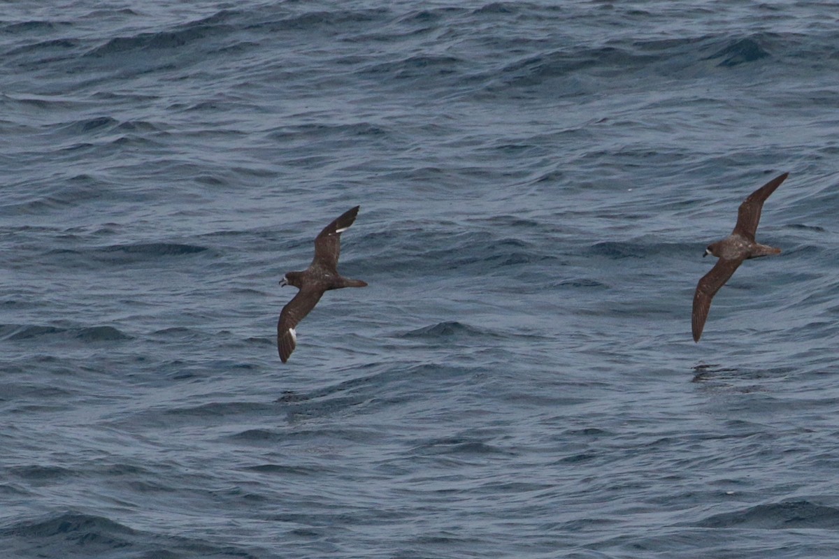 Petrel de Solander - ML620734667