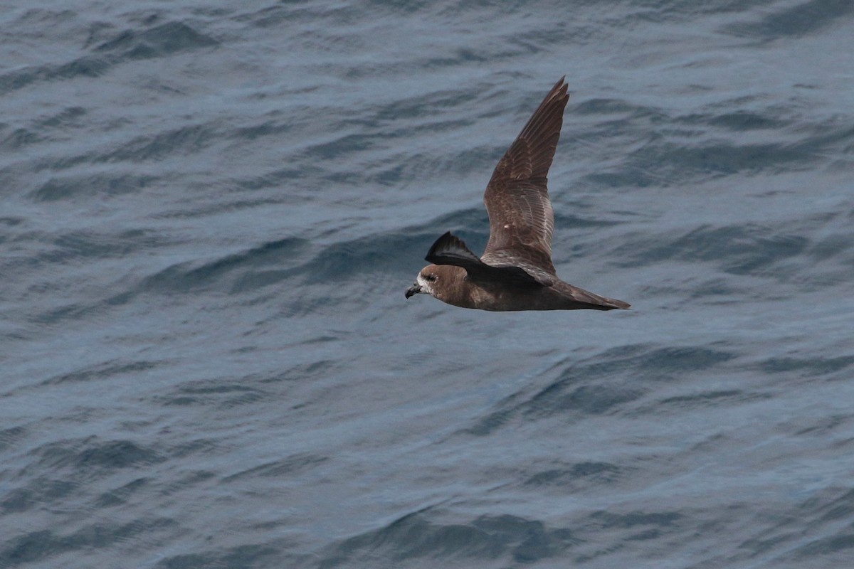 Petrel de Solander - ML620734669