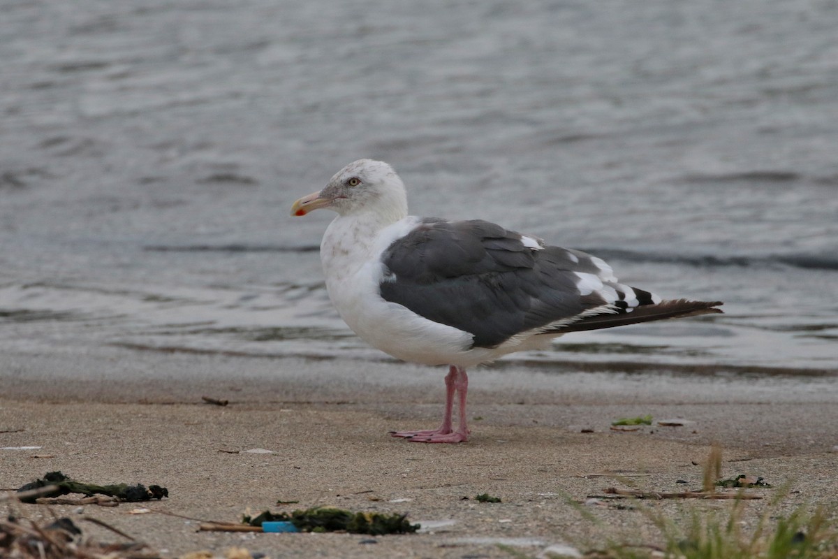 Gaviota de Kamchatka - ML620734673