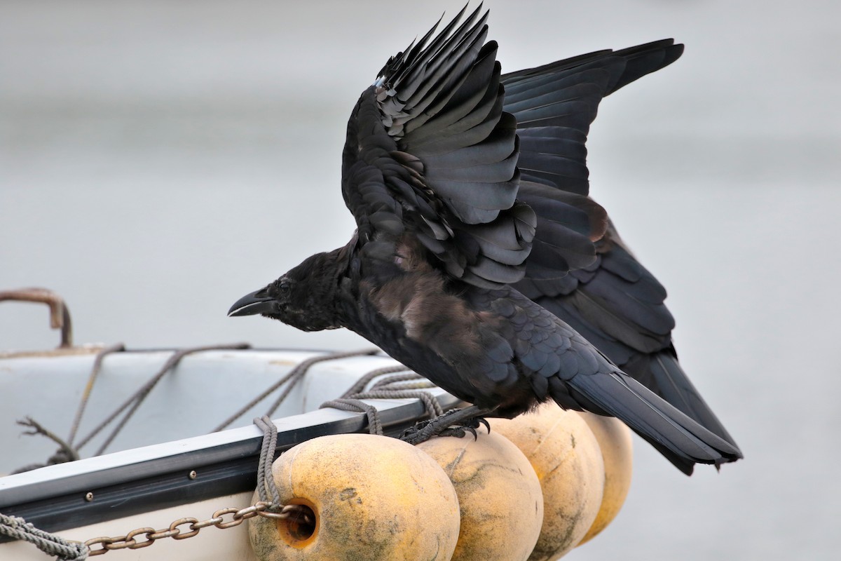 Carrion Crow - ML620734676