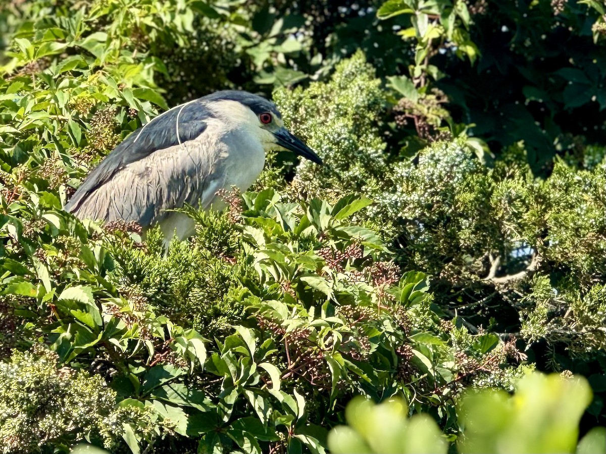 Black-crowned Night Heron - Tony Whiting