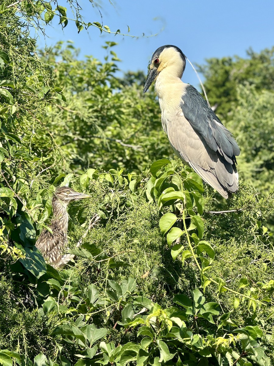 Black-crowned Night Heron - ML620734680