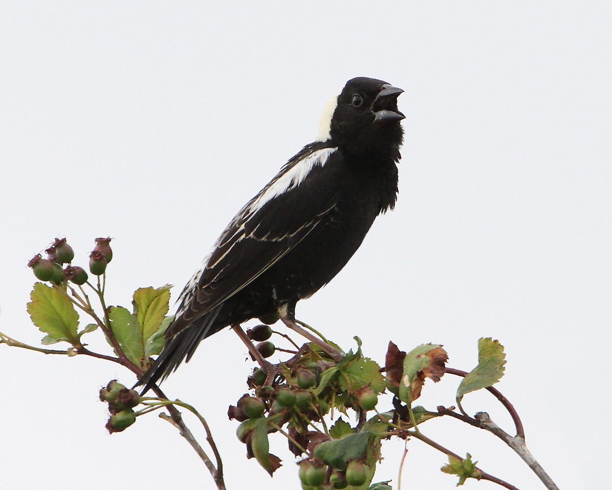 bobolink americký - ML620734688