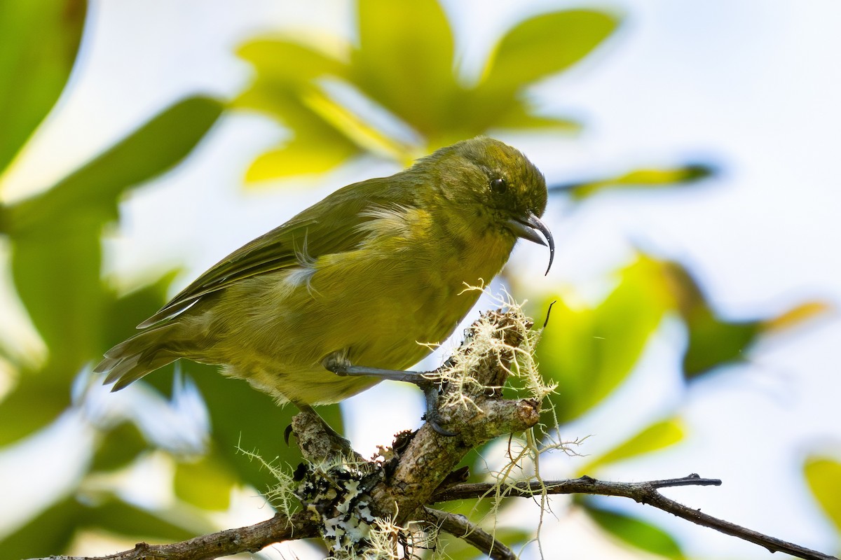 Hawaii-Sichelkleidervogel - ML620734690