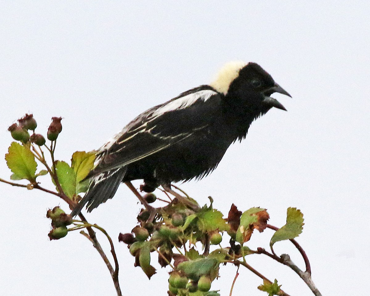 bobolink americký - ML620734693