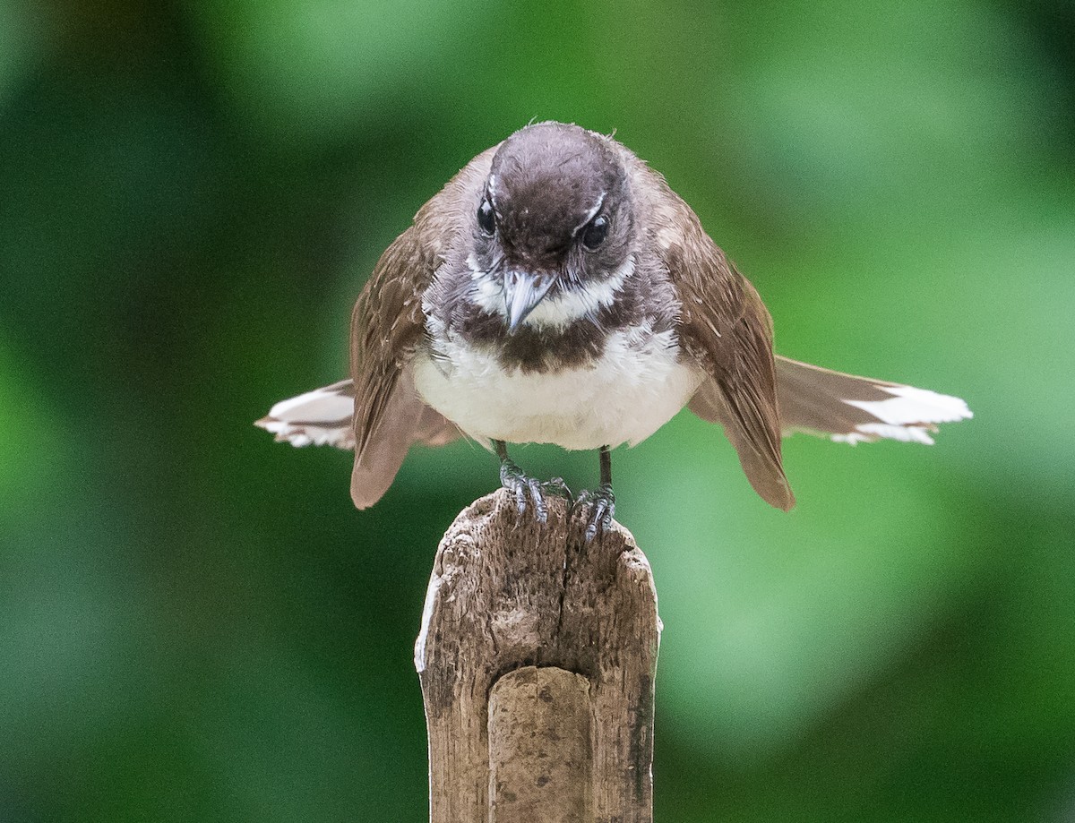 Malaysian Pied-Fantail - ML620734695